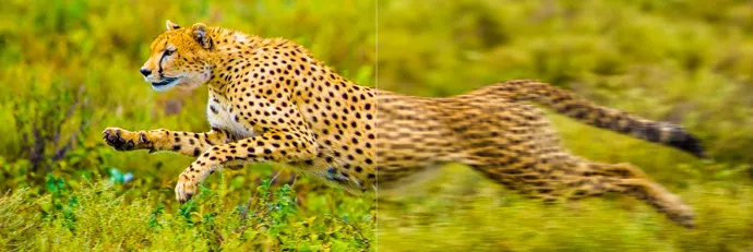 TCL 115X955 Motion Compensation