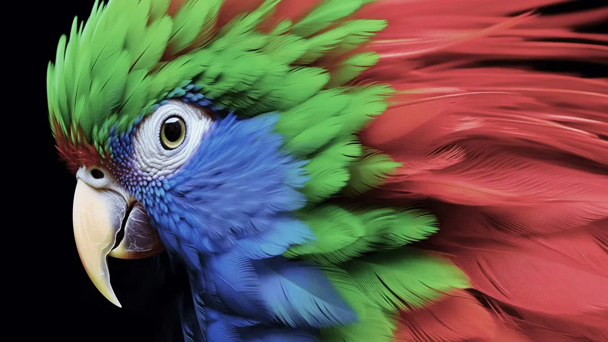 95% DCI-P3 Colour Gamut of C655 TV