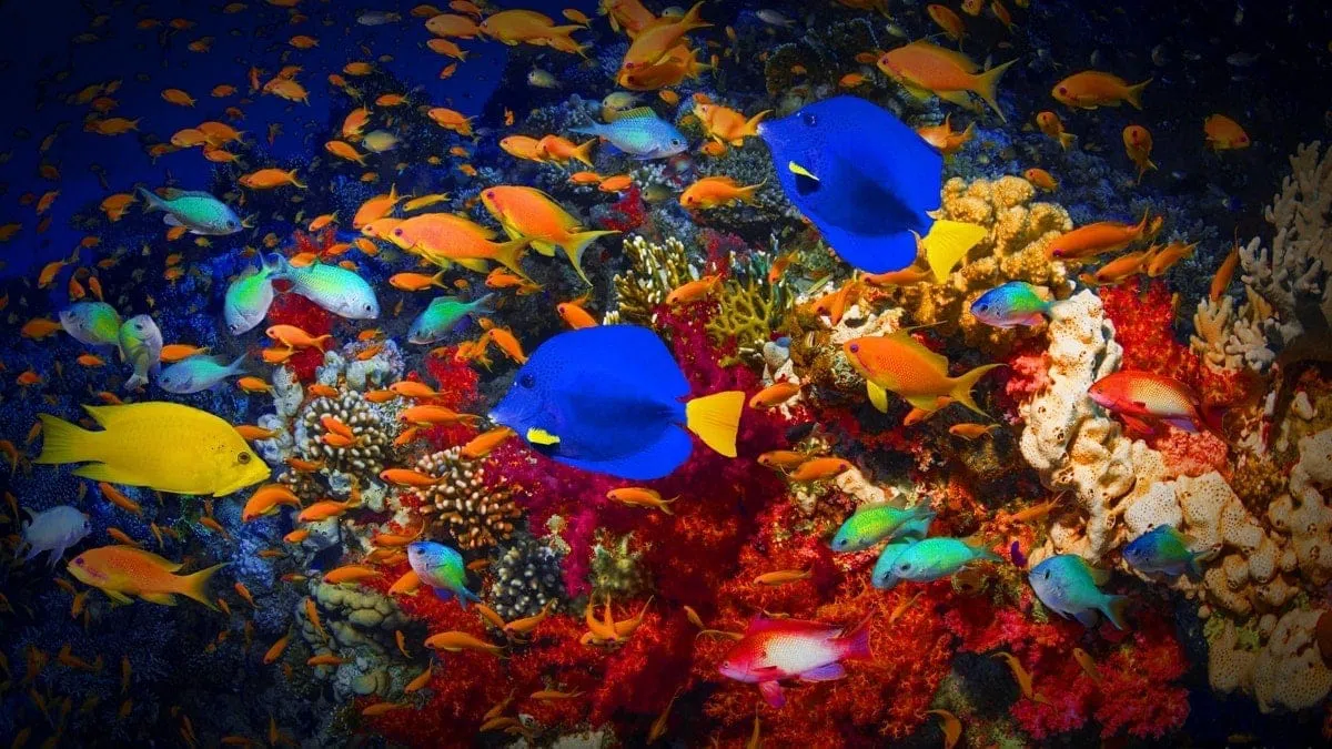 טלוויזיה חכמה C855 Premium QD-Mini LED מבית TCL