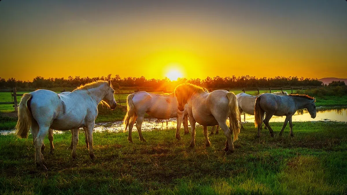 טלוויזיה חכמה C855 Premium QD-Mini LED מבית TCL