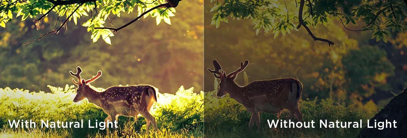 TCL 75P6K 4K UHD Google TV Natural Light vs without Natural Light