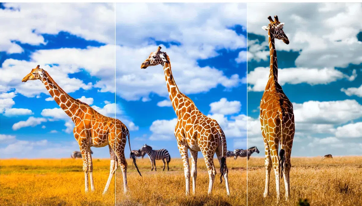 TCL TV P745 Ai-Color