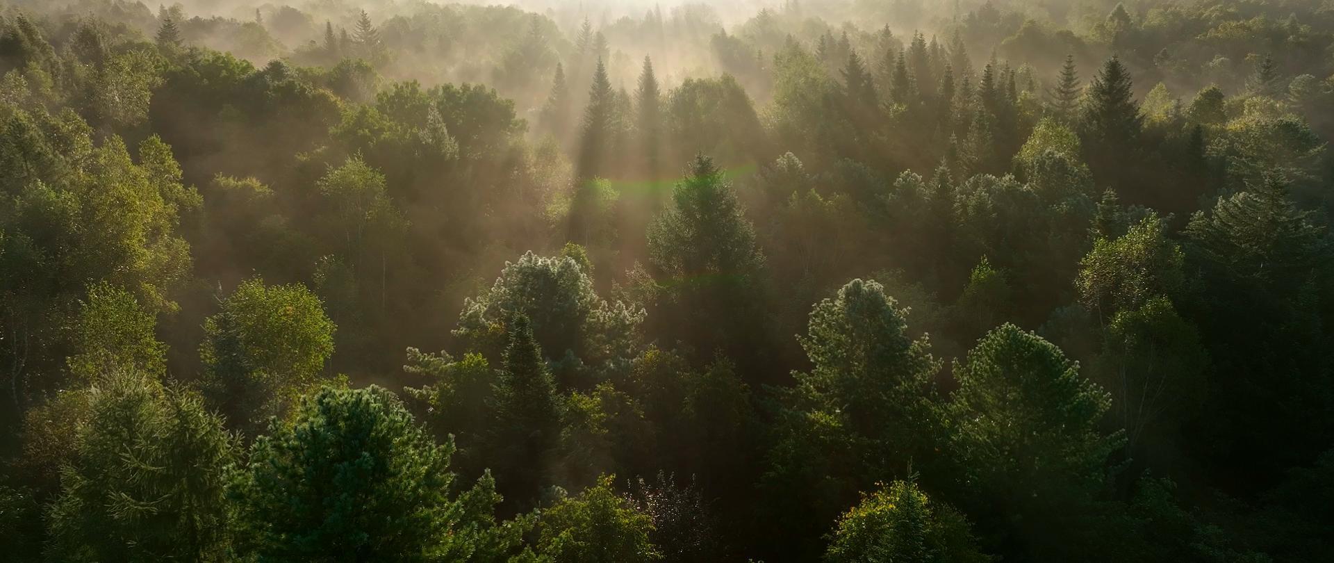 理解光伏技术：绿色能源的未来之光