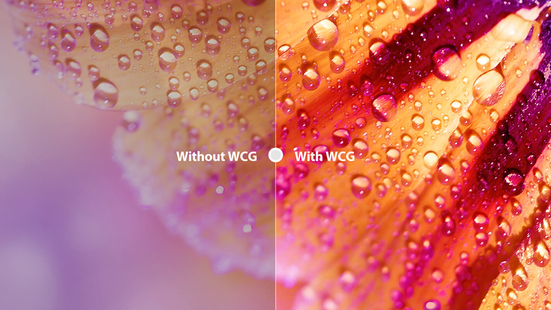 LETOU - ��Ͷ P815 WCG