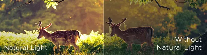 Natural Light vs without Natural Light